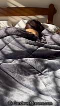 Daylight Dreams