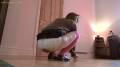 Pippa poops her white panties