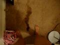 Pissing on the Carpet